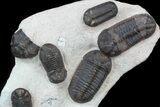 Multiple Struveaspis Trilobite Plate - Jorf, Morocco #39465-3